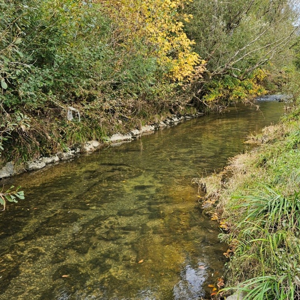 MONITORING PRIMORSKE IN ODSTRANJEVANJE DONAVSKE PODUSTI 