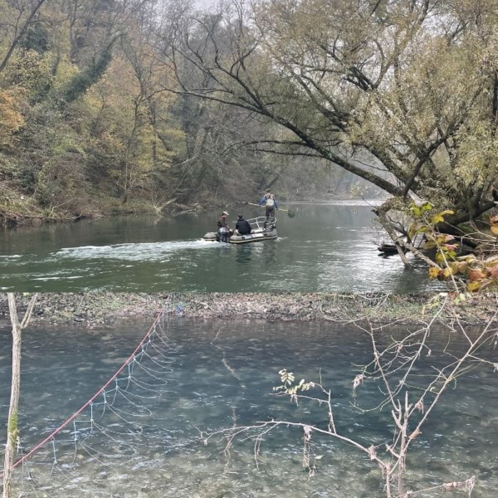 AFTERLIFE ODSTRANJEVANJE DONAVSKE PODUSTI NA REKI VIPAVI  (indikatorsko mesto)
